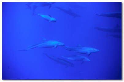 False Killer Whale